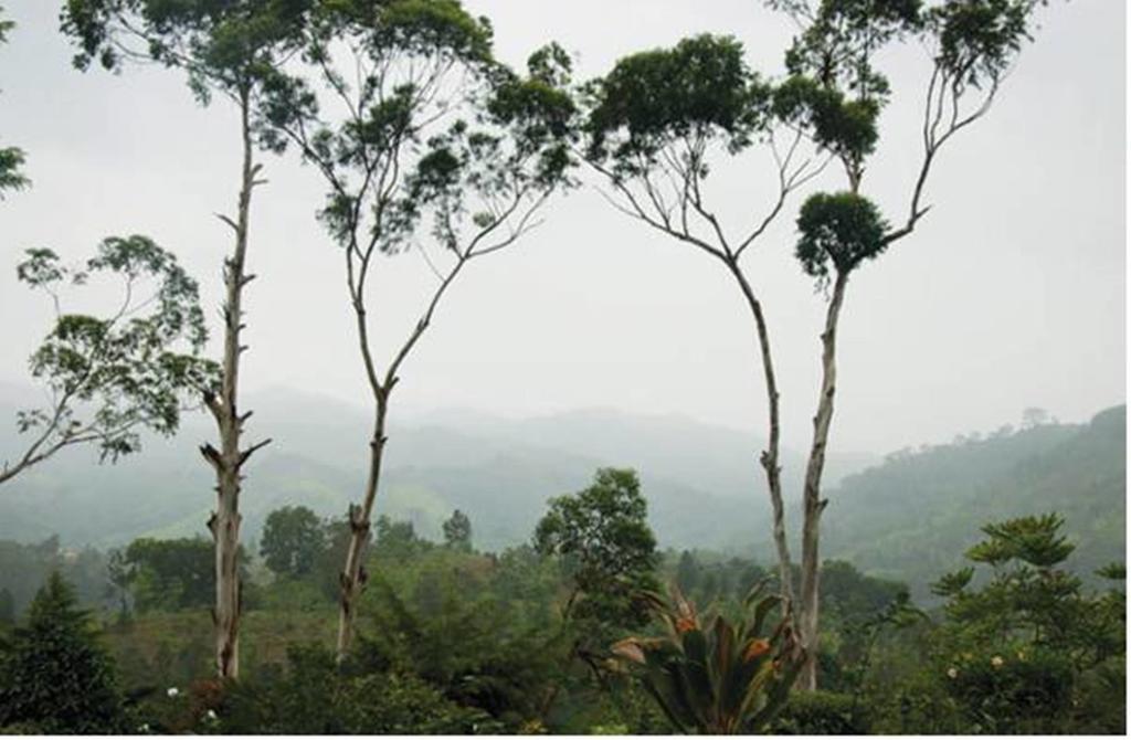 Madulkele Hatale Tea Estate Bungalow מראה חיצוני תמונה